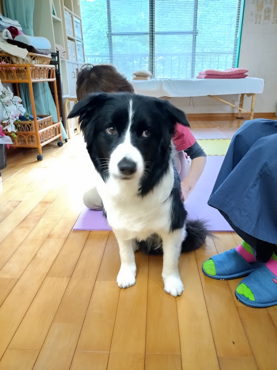 犬の整体