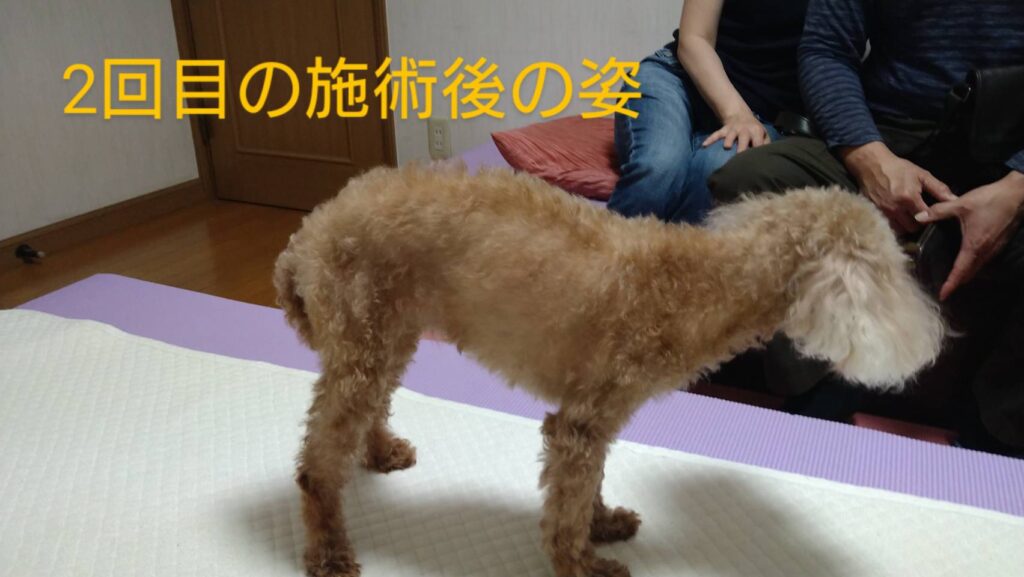 17歳トイプードル・ヒカリちゃんの“治癒力”に寄り添う――シニア犬整体レポート