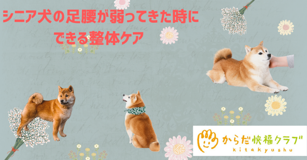 まだまだ一緒に歩きたいから…愛犬の足腰を守る整体